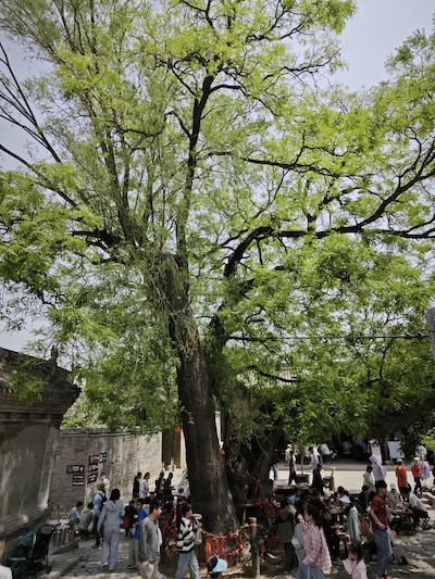 槐抱柳